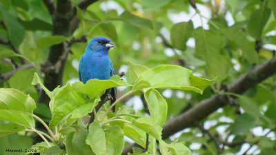 Passerin Indigo - Indigo Bunting