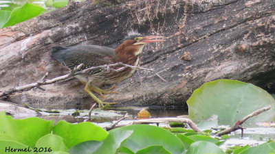 Hron vert - Green Heron