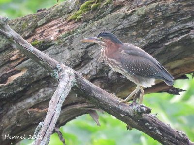 Hron vert - Green Heron