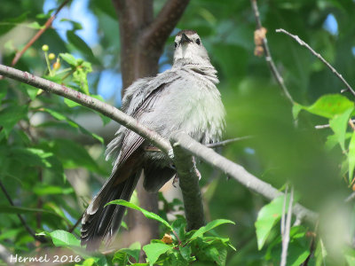 Moqueur-chat - Gray Catbird