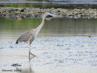 Grand Hron - Great blue Heron