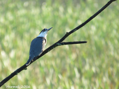 Martin-pcheur - Belted Kingfisher