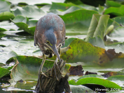 Hron vert - Green Heron