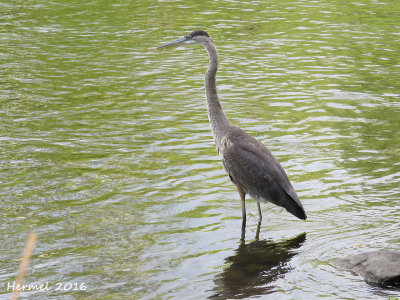 Grand Héron - Great blue Heron