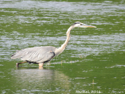 Grand Héron - Great blue Heron