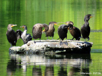 Cormoran  aigrettes - Double-crested Cormorant