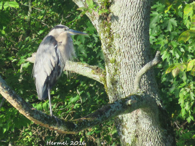 Grand Héron - Great blue Heron