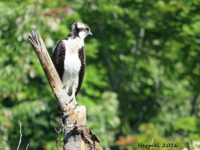 Balbuzard pcheur - juv -  Osprey