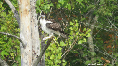 Balbuzard pcheur - juv -  Osprey