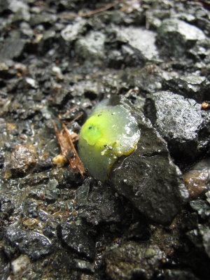Puerto Rican Semi-slug (Gaeotis flavolineata)