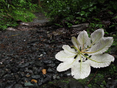 Fallen Yagrumo leaf