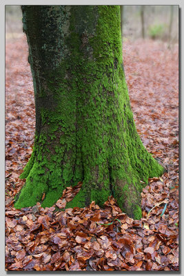 Green tree trunck