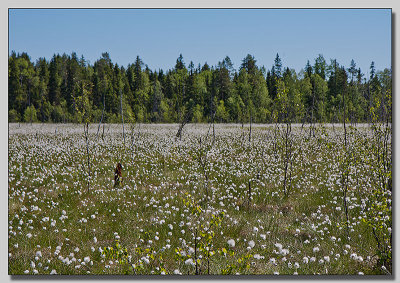 Cotton gras; Tuvull; Eriophorum vaginatum