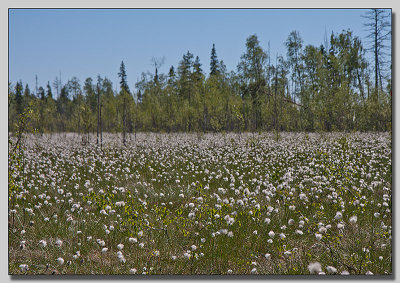 Cotton gras; Tuvull; Eriophorum vaginatum