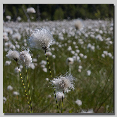 Cotton gras; Tuvull; Eriophorum vaginatum