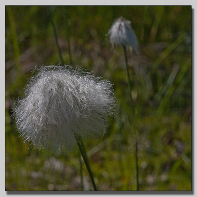 Cotton gras