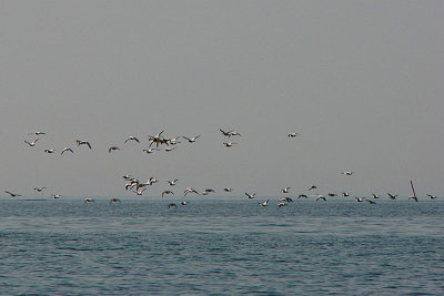 Eider duck, Somateria mollissima