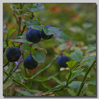 Bilberry; Blbr; Vaccinium myrtillus