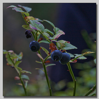 Bilberry; Blbr; Vaccinium myrtillus