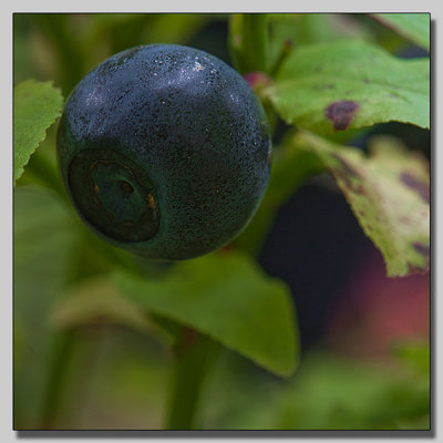 Bilberry; Blbr; Vaccinium myrtillus