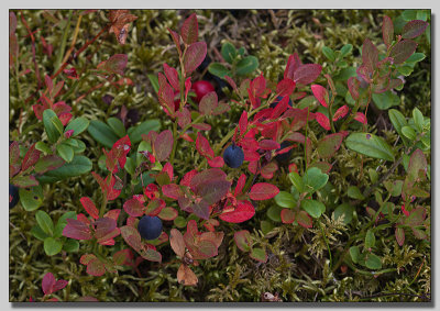 Bilberry; Blbr; Vaccinium myrtillus