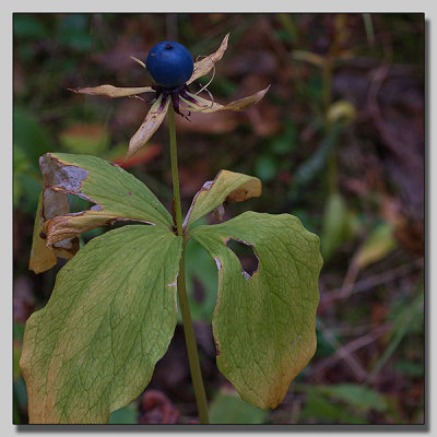 Herb Paris; Ormbr; Paris quadrifolia