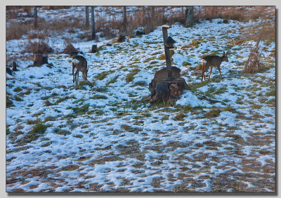 Roedeer at the house