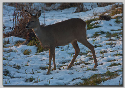 Roedeer at the house