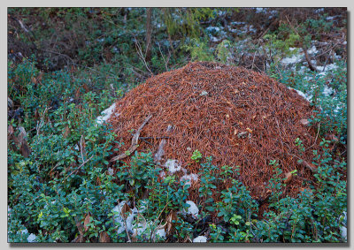 Ant hill