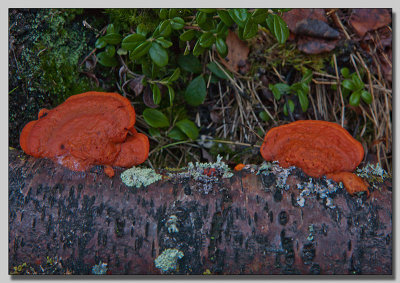 Cinnabar Polypore; Cinnober ticka; Pycnoporus cinnabarinus