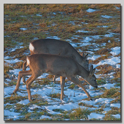 Roedeer at the house