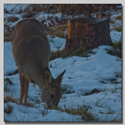 Roedeer at the house