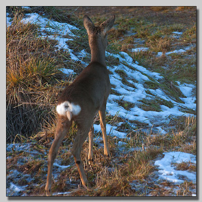 Roedeer at the house