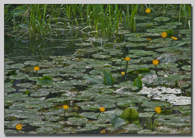 Yellow water lilly; Gul Nckros; Nuphar lutea
