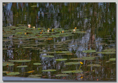 White waterlilly; Vit Nckros; Nymphaea alba