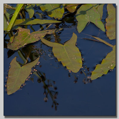 Arrowhead; Pilblad; Sagittaria sagittifolia
