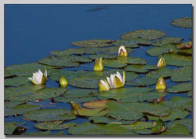 White waterlilly; Vit Nckros; Nymphaea alba