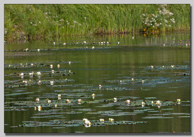 White waterlilly; Vit Nckros; Nymphaea alba