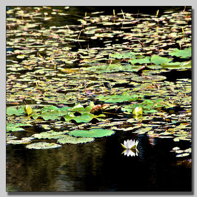 White waterlilly