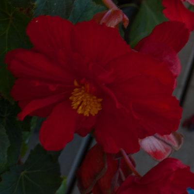 North Garden 17