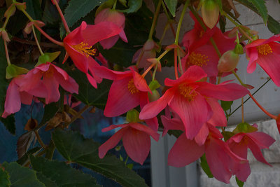 North Garden 20
