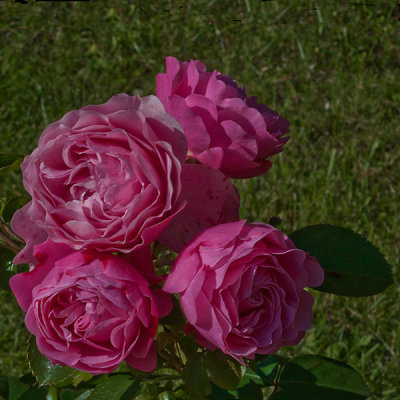 North Garden 21
