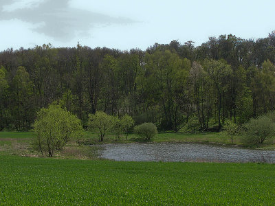 Also the trees are green