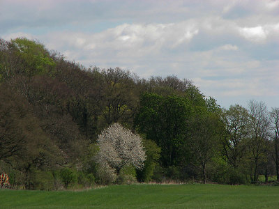 Flowering  sweet cherry, Fgelbr, Prunus avium