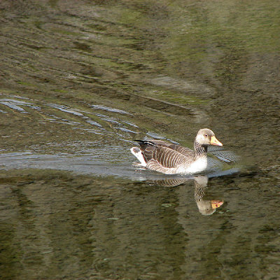 Grey leg goose; Anser anser