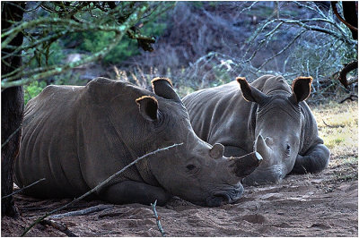 Resting Rhinoceros