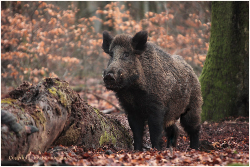 Wild zwijn - Wild Boar