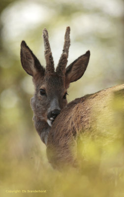 Roe deer - Reebok