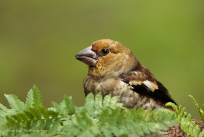 Appelvink - Hawfinch