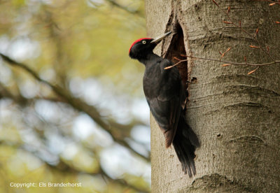 Zwarte specht - Black Woodpecker